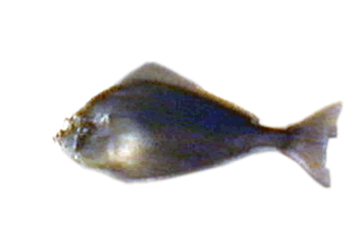 fish_0